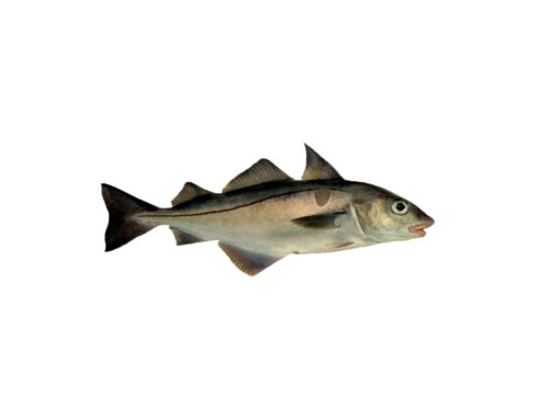 Haddock