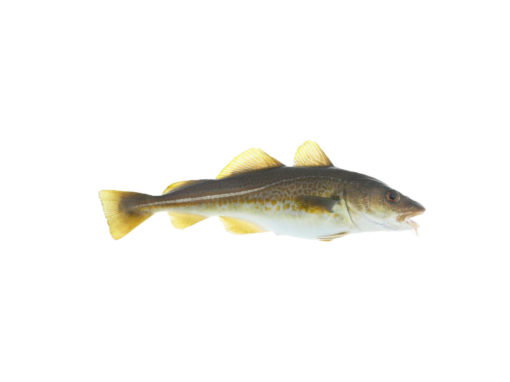 Cod