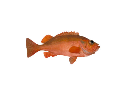Redfish