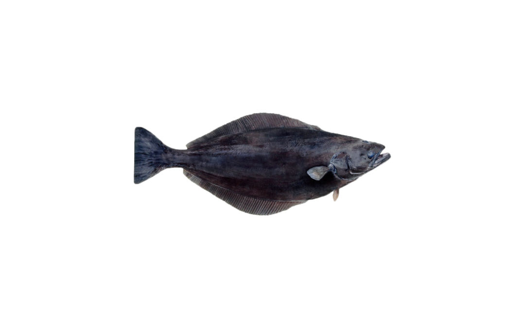 Greenland Halibut