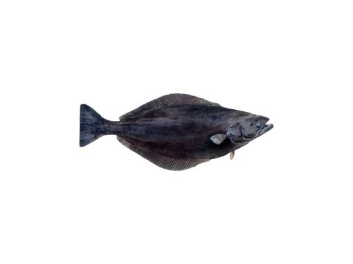 Greenland Halibut