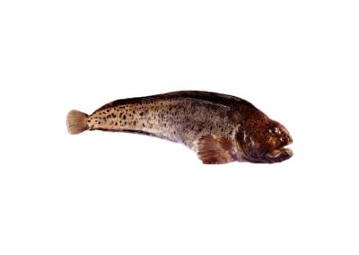 Atlantic Catfish