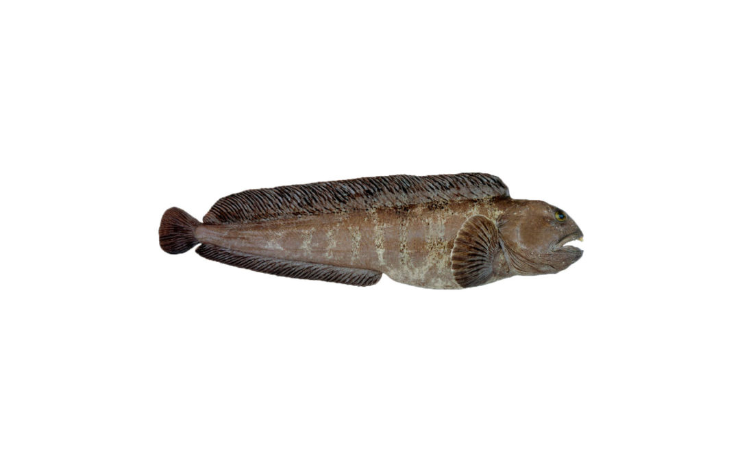 Spotted Catfish