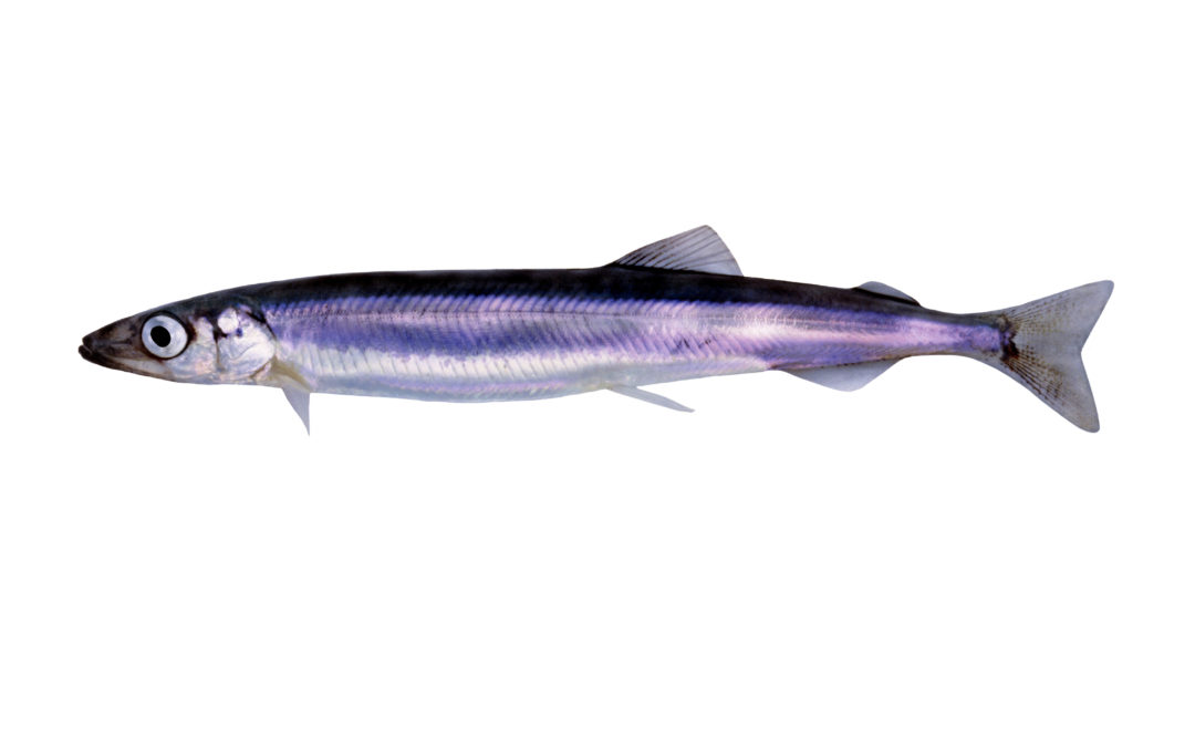 Capelin