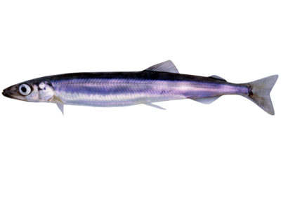 Capelin