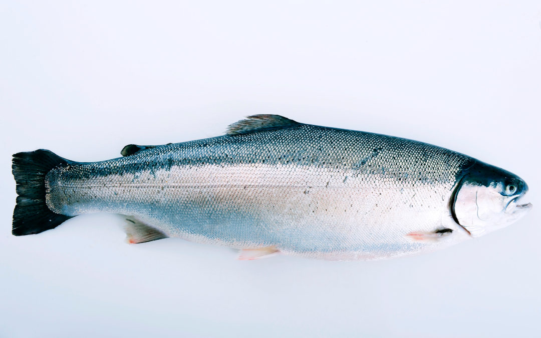 Fjord Trout