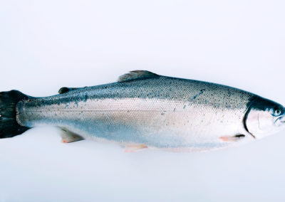 Fjord Trout