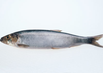 Herring