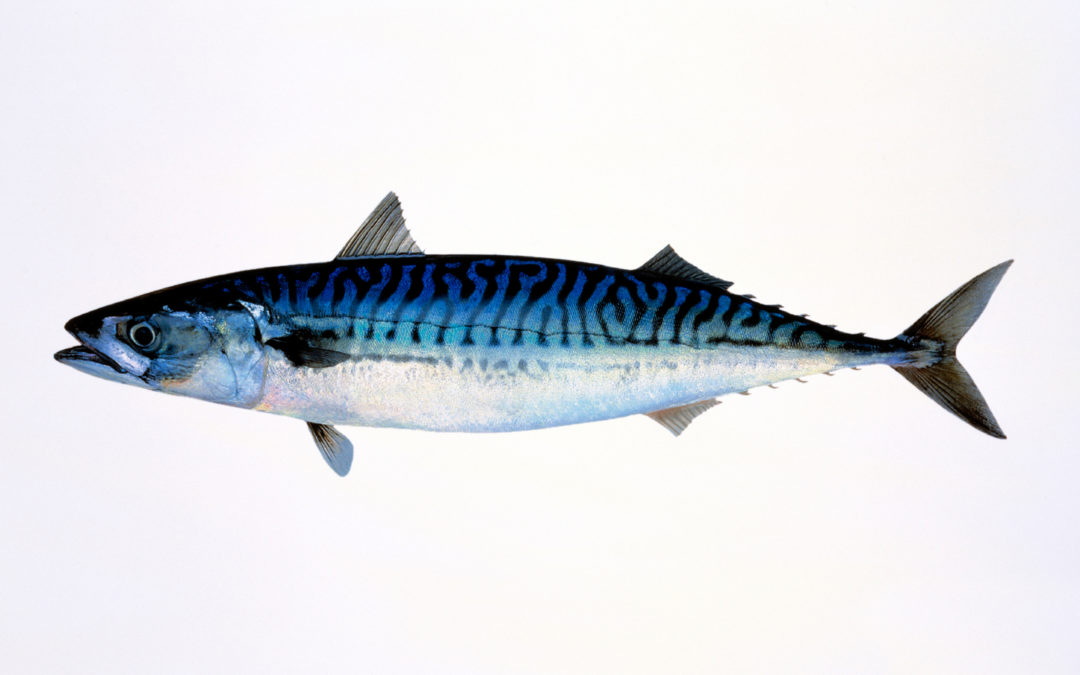 Mackerel