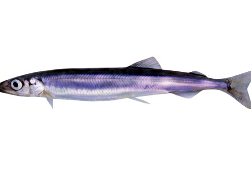 Capelin