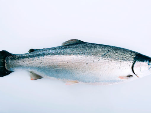 Fjord Trout