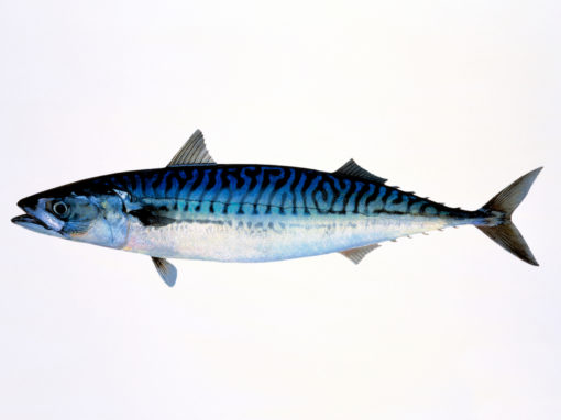 Mackerel